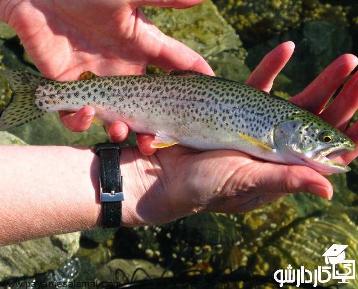 پرورش ماهی قزل آلا