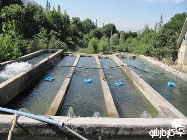 پرورش قزل آلا در استخر بتنی