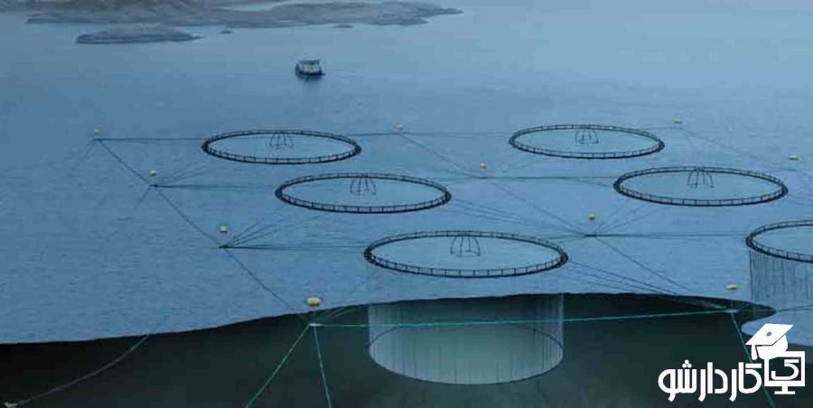 پرورش قزل آلا در قفس