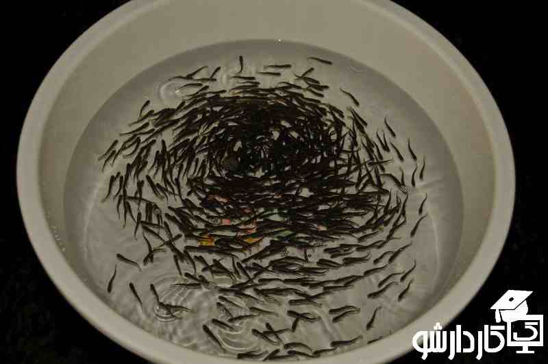 روش تولید بچه ماهی