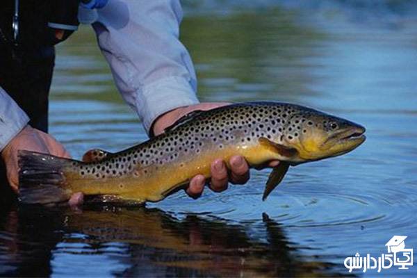 بهترین ماهی برای پرورش