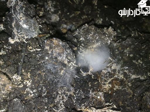 بیماری تار عنکبوتی