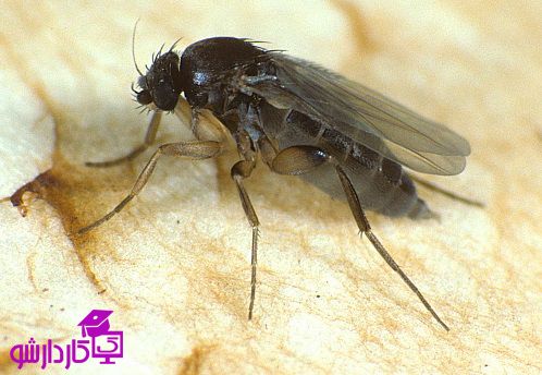 مگس قارچ دکمه ای