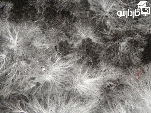 میسیلیوم های قارچ دکمه ای