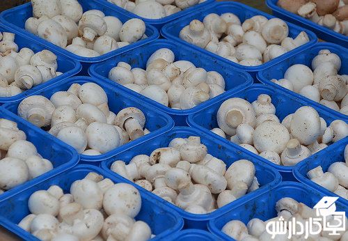بسته بندی قارچ دکمه ای