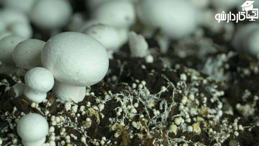 برداشت قارچ دکمه ای