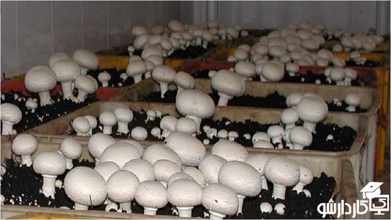پرورش جعبه ای قارچ دکمه ای