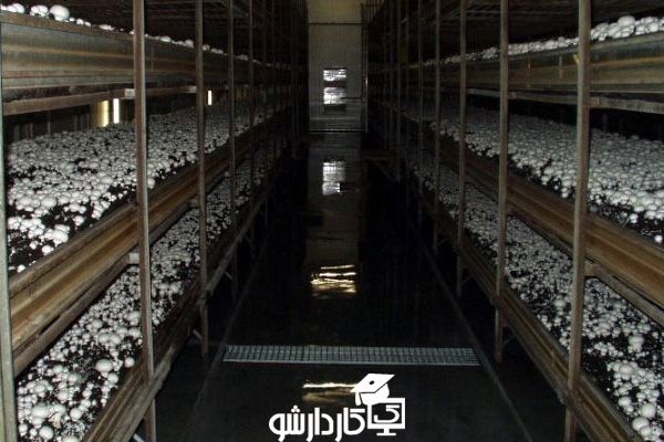 پرورش قارچ به صورت قفسه ای