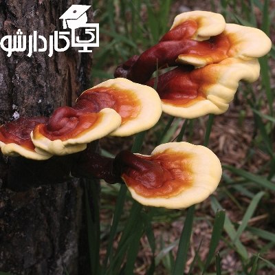 پرورش قارچ گانودرما