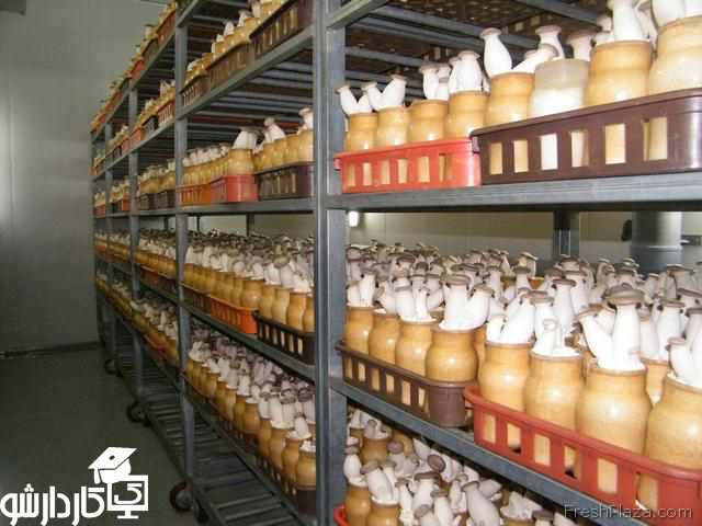 شاه صدف در بطری پلاستیکی