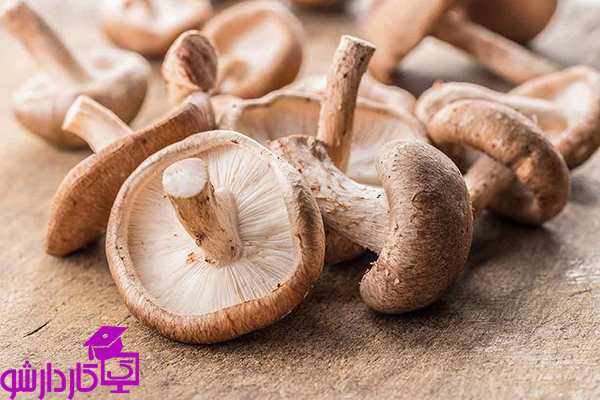 پرورش قارچ شیتاکه