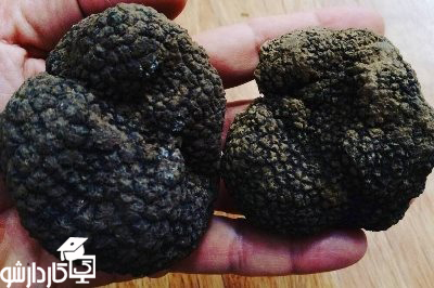 قارچ دنبلان