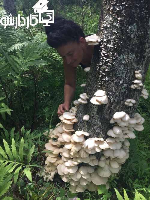 قارچ صدفی در کنده درخت