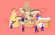 فیلم آموزش پرورش قارچ درمنزل+خلاصه مراحل پرورش