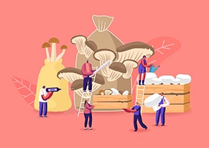 فیلم آموزش پرورش قارچ درمنزل+خلاصه مراحل پرورش