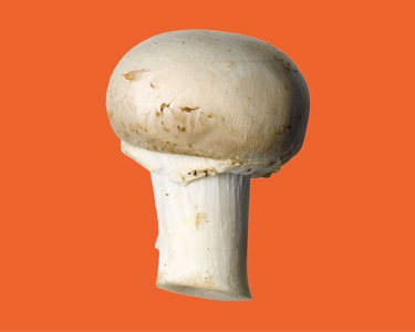 آموزش جامع پرورش قارچ دکمه ای کاملا رایگان(قسمت سوم)