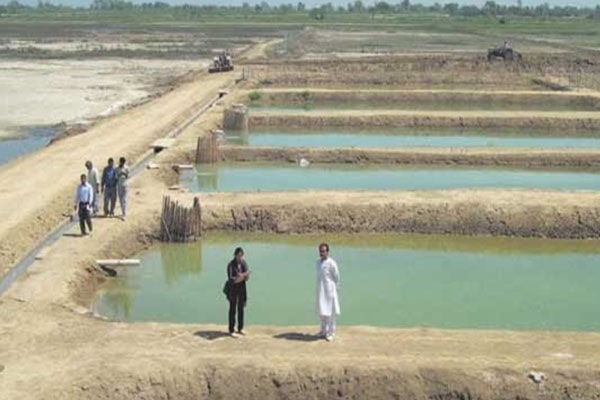 طرح توجیهی ماهی کپور در استخر خاکی